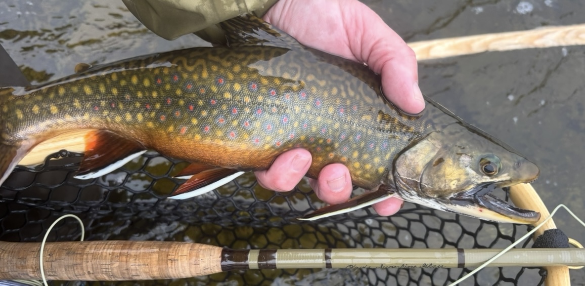 Colorful brook trout held above a fishing net