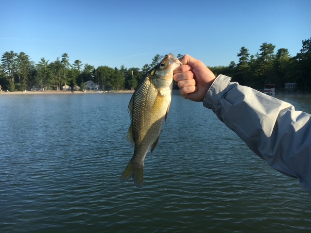 Trophy smallmouth bass caught in area ponds