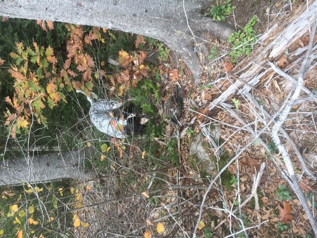 Upland bird hunting for grouse and woodcock in Maine