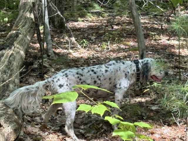 Allagash Wilderness / North Woods bird hunting camp