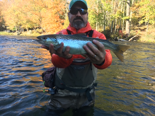 Landlocked salmon in the net