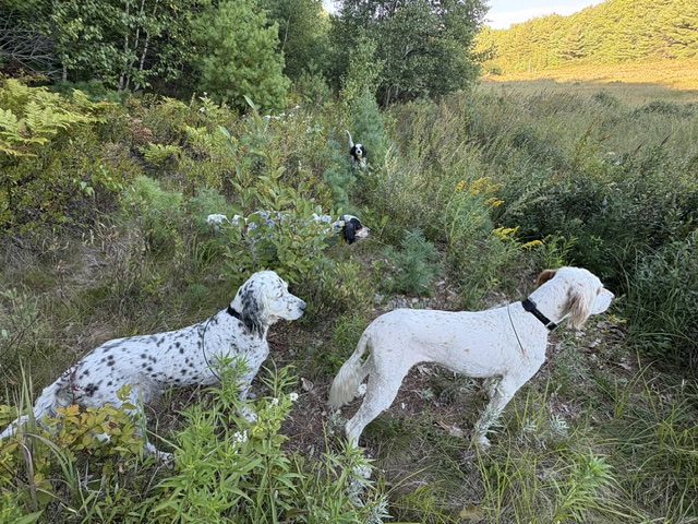 Hunter with grouse and setter