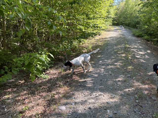 Upland bird hunting for grouse and woodcock in Maine