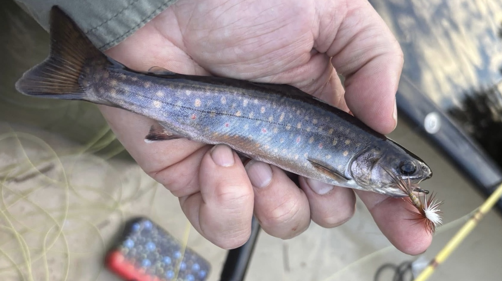 Small brook trout with a dry fly in its jaw
