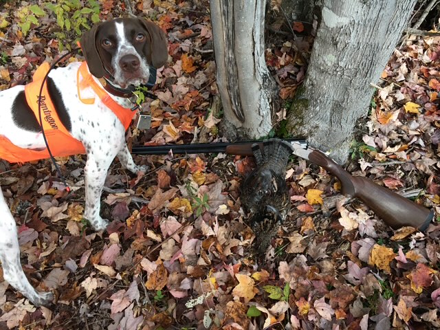 Two hunters and a setter posted in a woods road