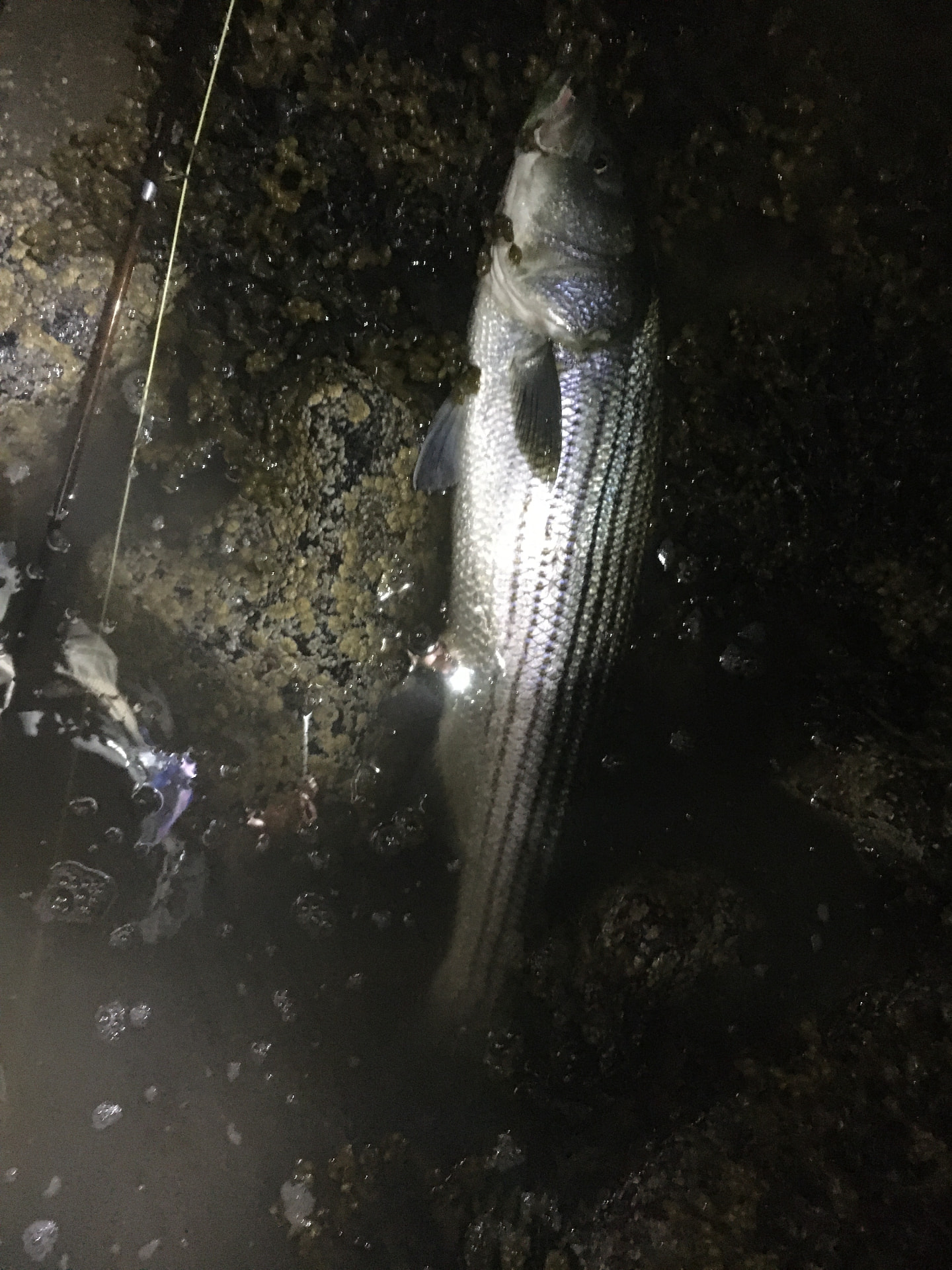 Striped bass fishing