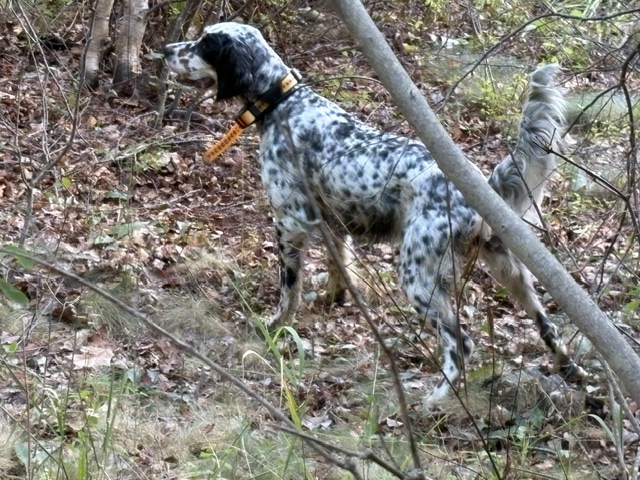 Setter locked on point in fall leaves