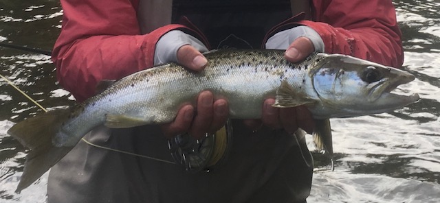 Angler with a large landlocked salmon on Grand Lake Stream