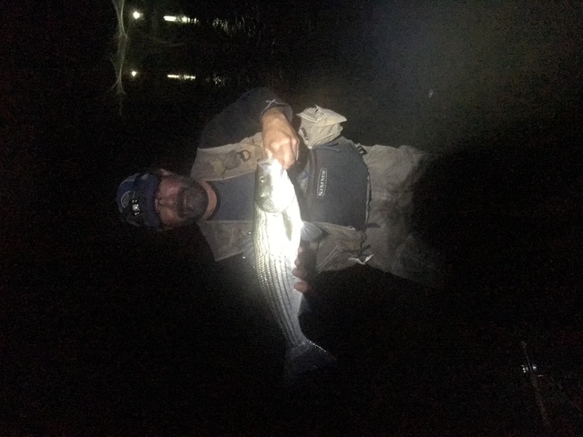 Striped bass fishing