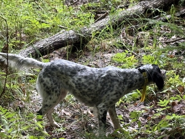 Two Llewellin setters working an upland field