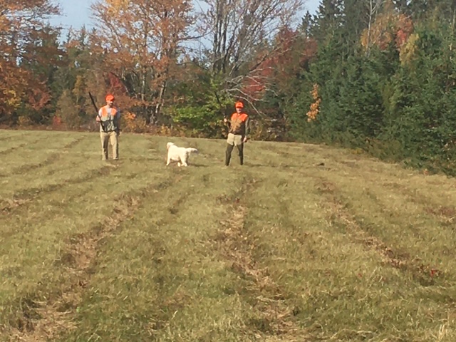 Setter puppies at play in the field