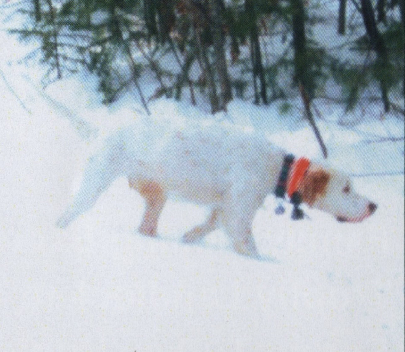 Upland bird hunting for grouse and woodcock in Maine