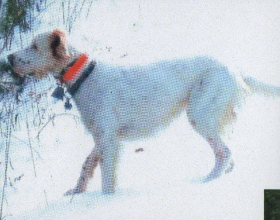 Upland bird hunting for grouse and woodcock in Maine