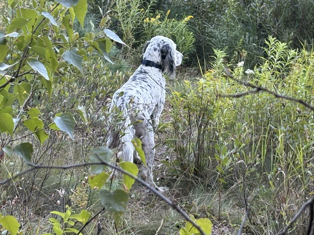 Ruffed grouse in hand after a successful flush