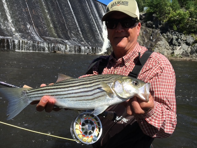 Striped bass fishing