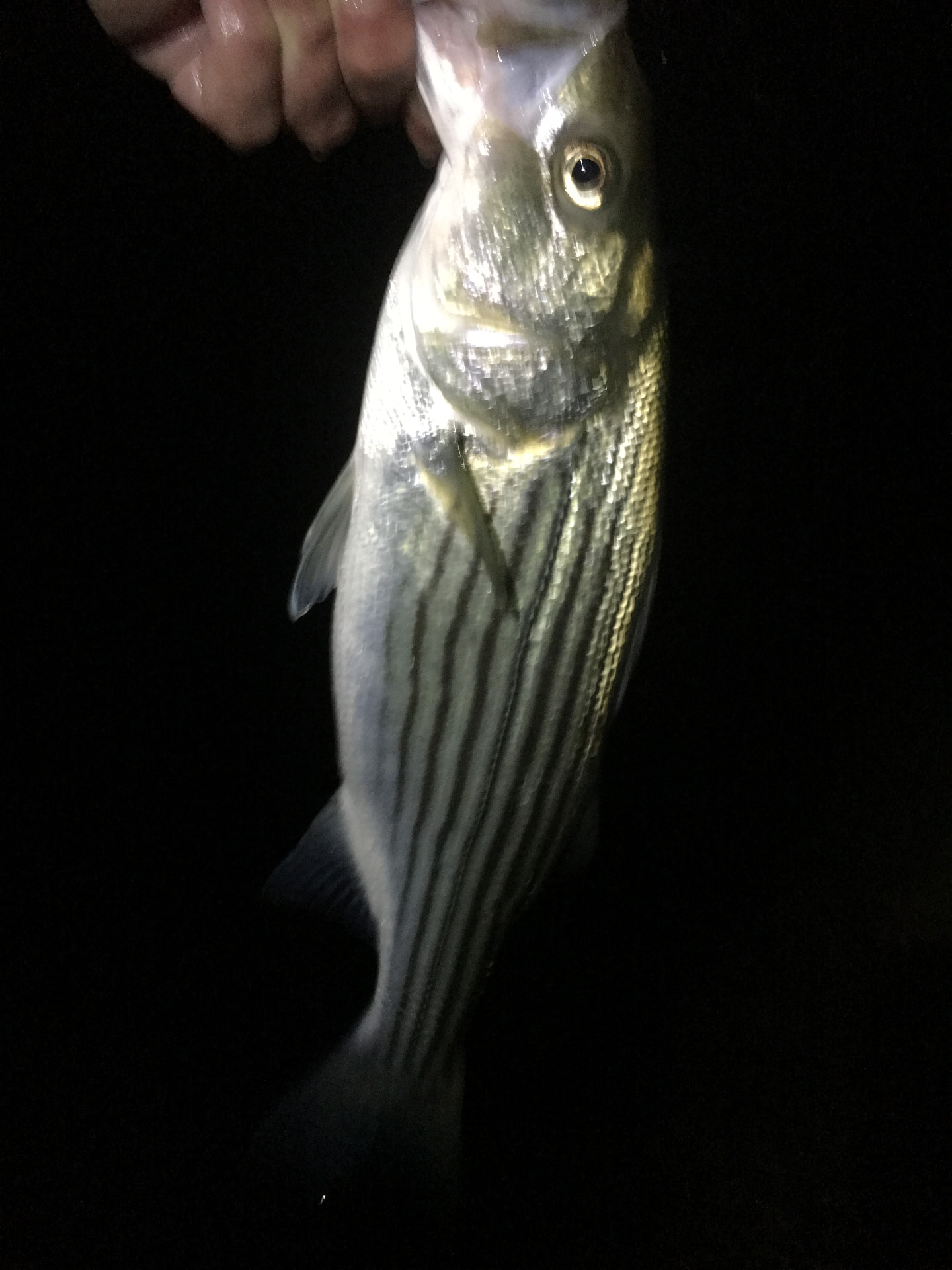 Striped bass fishing