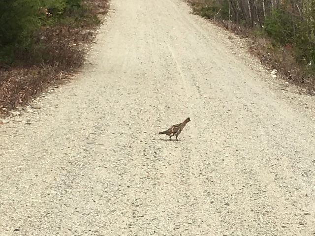 Allagash Wilderness / North Woods bird hunting camp