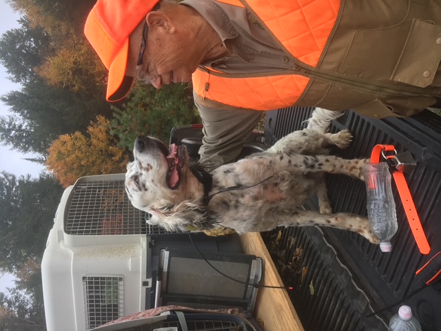 Setter in early season snow