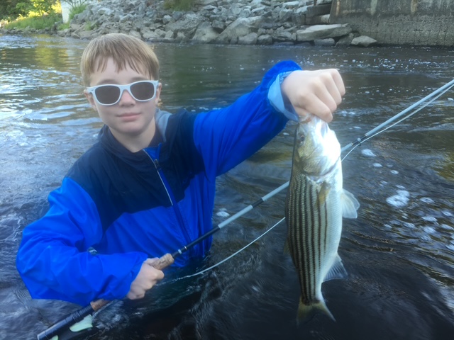 Striped bass fishing