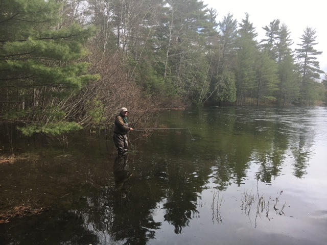 Fly angler wading a Maine river