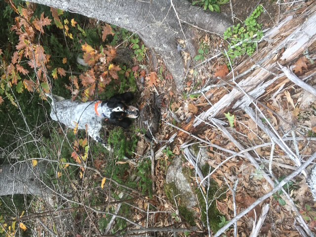 Upland bird hunting for grouse and woodcock in Maine