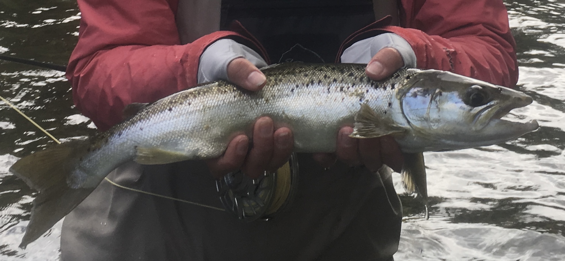 Angler holding a large landlocked salmon