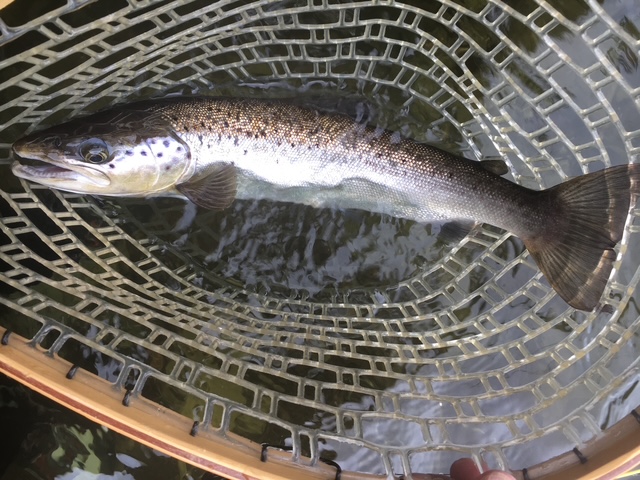 Trophy brook trout in hand