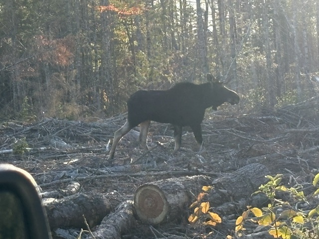 Allagash Wilderness / North Woods bird hunting camp