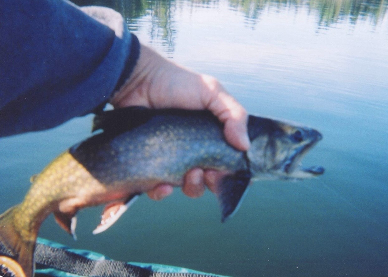 Brook trout with a fly still in its jaw