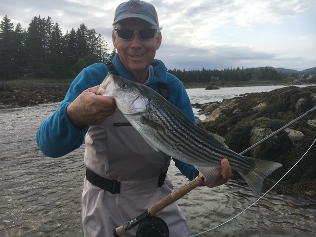 Striped bass fishing